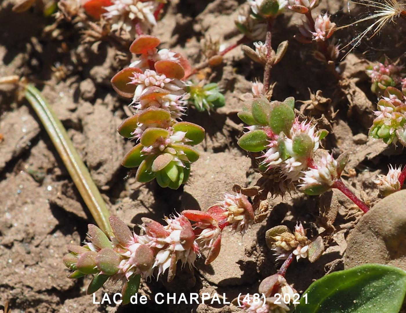 Knotgrass leaf